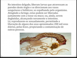 No intestino delgado, liberam larvas que atravessam as
paredes deste órgão e se direcionam aos vasos
sanguíneos e linfáticos; se espalhando pelo organismo.
Atingindo a faringe, estas podem ser liberadas
juntamente com a tosse ou muco; ou, ainda, serem
deglutidas, alcançando novamente o intestino.
Lá, reproduzem-se sexuadamente, permitindo a
liberação de alguns dos seus aproximados 200 mil ovos
diários, pelas fezes, propiciando a contaminação de
outras pessoas.
 