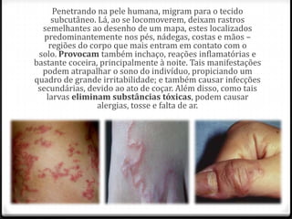 Penetrando na pele humana, migram para o tecido
subcutâneo. Lá, ao se locomoverem, deixam rastros
semelhantes ao desenho de um mapa, estes localizados
predominantemente nos pés, nádegas, costas e mãos –
regiões do corpo que mais entram em contato com o
solo. Provocam também inchaço, reações inflamatórias e
bastante coceira, principalmente à noite. Tais manifestações
podem atrapalhar o sono do indivíduo, propiciando um
quadro de grande irritabilidade; e também causar infecções
secundárias, devido ao ato de coçar. Além disso, como tais
larvas eliminam substâncias tóxicas, podem causar
alergias, tosse e falta de ar.
 