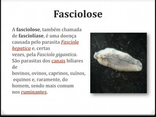 Fasciolose
A fasciolose, também chamada
de fasciolíase, é uma doença
causada pelo parasita Fasciola
hepatica e, certas
vezes, pela Fasciola gigantica.
São parasitas dos canais biliares
de
bovinos, ovinos, caprinos, suínos,
equinos e, raramente, do
homem, sendo mais comum
nos ruminantes.
 