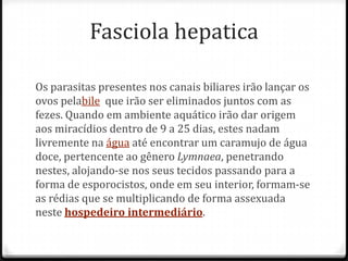 Fasciola hepatica
Os parasitas presentes nos canais biliares irão lançar os
ovos pelabile que irão ser eliminados juntos com as
fezes. Quando em ambiente aquático irão dar origem
aos miracídios dentro de 9 a 25 dias, estes nadam
livremente na água até encontrar um caramujo de água
doce, pertencente ao gênero Lymnaea, penetrando
nestes, alojando-se nos seus tecidos passando para a
forma de esporocistos, onde em seu interior, formam-se
as rédias que se multiplicando de forma assexuada
neste hospedeiro intermediário.
 
