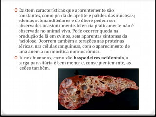 0 Existem características que aparentemente são
constantes, como perda de apetite e palidez das mucosas;
edemas submandibulares e do úbere podem ser
observados ocasionalmente. Icterícia praticamente não é
observada no animal vivo. Pode ocorrer queda na
produção de lã em ovinos, sem aparentes sintomas da
faciolose. Ocorrem também alterações nas proteínas
séricas, nas células sanguíneas, com o aparecimento de
uma anemia normocítica normocrômica.
0 Já nos humanos, como são hospedeiros acidentais, a
carga parasitária é bem menor e, consequentemente, as
lesões também.
 