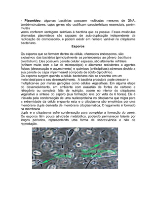 - Plasmídeo: algumas bactérias possuem moléculas menores de DNA, 
tambémcirculares, cujos genes não codificam características essenciais, porém 
muitas 
vezes conferem vantagens seletivas à bactéria que as possue. Essas moléculas 
chamadas plasmídeos são capazes de auto-duplicação independente da 
replicação do cromossomo, e podem existir em número variável no citoplasma 
bacteriano. 
Esporos 
Os esporos que se formam dentro da célula, chamados endosporos, são 
exclusivos das bactérias (principalmente as pertencentes ao gênero bacillus e 
clostridium). Eles possuem parede celular espessa, são altamente refráteis 
(brilham muito com a luz do microscópio) e altamente resistentes a agentes 
físicos (dessecação e aquecimento) e químicos (antisépticos) adversos devido a 
sua parede ou capa impermeável composta de ácido dipicolínico. 
Os esporos surgem quando a célula bacteriana não se encontra em um 
meio ideal para o seu desenvolvimento. A bactéria produtora pode crescer e 
multiplicar-se por muitas gerações como células vegetativas. Em alguma etapa 
do desenvolvimento, em ambiente com exaustão de fontes de carbono e 
nitrogênio ou completa falta de nutrição, ocorre no interior do citoplasma 
vegetativo a síntese do esporo (sua formação leva por volta de 6 horas). Ela é 
iniciada pela condensação de uma nucleoproteína no citoplasma que migra para 
a extremidade da célula enquanto esta e o citoplasma são envolvidos por uma 
membrana dupla derivada da membrana citoplasmática. O tegumento é formado 
na membrana 
dupla e o citoplasma sofre condensação para completar a formação do cerne. 
Os esporos têm pouca atividade metabólica, podendo permanecer latente por 
longos períodos, representando uma forma de sobrevivência e não de 
reprodução. 
 