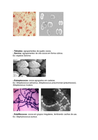 - Tétrades: agrupamentos de quatro cocos. 
- Sarcina: agrupamentos de oito cocos em forma cúbica. 
Ex: espécie Sarcina. 
- Estreptococos: cocos agrupados em cadeias. 
Ex: Streptococcus salivarius, Streptococcus pneumoniae (pneumococo). 
Streptococcus mutans. 
- Estafilococos: cocos em grupos irregulares, lembrando cachos de uva. 
Ex: Staphylococcus aureus. 
 