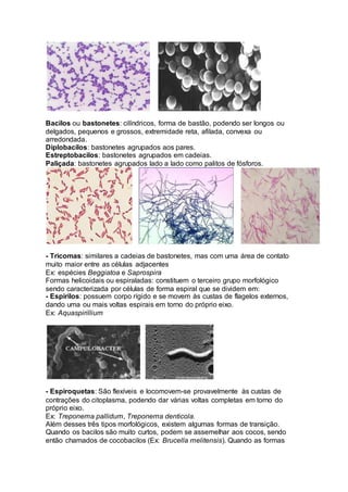 Bacilos ou bastonetes: cilíndricos, forma de bastão, podendo ser longos ou 
delgados, pequenos e grossos, extremidade reta, afilada, convexa ou 
arredondada. 
Diplobacilos: bastonetes agrupados aos pares. 
Estreptobacilos: bastonetes agrupados em cadeias. 
Paliçada: bastonetes agrupados lado a lado como palitos de fósforos. 
- Tricomas: similares a cadeias de bastonetes, mas com uma área de contato 
muito maior entre as células adjacentes 
Ex: espécies Beggiatoa e Saprospira 
Formas helicoidais ou espiraladas: constituem o terceiro grupo morfológico 
sendo caracterizada por células de forma espiral que se dividem em: 
- Espirilos: possuem corpo rígido e se movem às custas de flagelos externos, 
dando uma ou mais voltas espirais em torno do próprio eixo. 
Ex: Aquaspirillium 
- Espiroquetas: São flexíveis e locomovem-se provavelmente às custas de 
contrações do citoplasma, podendo dar várias voltas completas em torno do 
próprio eixo. 
Ex: Treponema pallidum, Treponema denticola. 
Além desses três tipos morfológicos, existem algumas formas de transição. 
Quando os bacilos são muito curtos, podem se assemelhar aos cocos, sendo 
então chamados de cocobacilos (Ex: Brucella melitensis). Quando as formas 
 