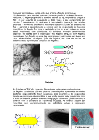 (estrutura composta por vários anéis que ancora o flagelo à membrana 
citoplasmática), uma estrutura curta em forma de gancho e um longo filamento 
helicoidal. O flagelo propulsiona a bactéria através do líquido podendo chegar a 
100 m por segundo (o equivalente a 3000 vezes o seu comprimento por 
minuto). O método exato do movimento é desconhecido (contração das cadeias 
protéicas - movimento ondulatório; movimento rotatório a partir da extremidade 
fixa – gancho) e aparentemente a energia vem da degradação de ligações 
energéticas de fosfato. Em geral a motilidade ocorre ao acaso embora as vezes 
esteja relacionado com quimiotaxia. As bactérias recebem denominações 
especiais de acordo com a distribuição dos flagelos: atríquias (sem flagelo); 
monotríquias (um flagelo em uma das extremidades); anfitríquias (um flagelo em 
cada extremidade); lofotríquias (tufo de flagelos em uma ou ambas as 
extremidades); e peritríquias (cercadas de flagelos). 
Fímbrias 
As fímbrias ou "Pili" são organelas filamentosas mais curtas e delicadas que 
os flagelos, constituídas por uma proteína chamada pilina e presentes em muitas 
bactérias (especialmente Gram negativas). Elas originam-se de corpúsculos 
basais na membrana citoplasmática e sua função parece estar relacionada com 
a troca de material genético durante a conjugação bacteriana (fímbria sexual), e 
também com a aderência às superfícies mucosas. As fímbrias podem ser 
removidas sem comprometimento da viabilidade celular e regeneram 
rapidamente. 
Fímbria sexual 
 