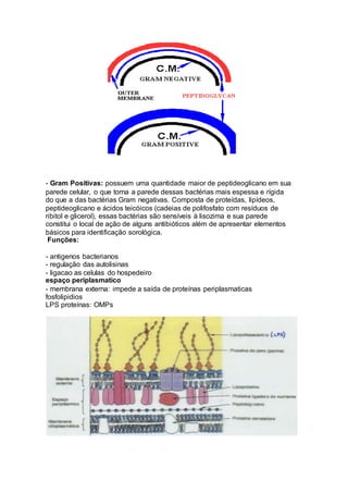 - Gram Positivas: possuem uma quantidade maior de peptideoglicano em sua 
parede celular, o que torna a parede dessas bactérias mais espessa e rígida 
do que a das bactérias Gram negativas. Composta de proteídas, lipídeos, 
peptideoglicano e ácidos teicóicos (cadeias de polifosfato com resíduos de 
ribitol e glicerol), essas bactérias são sensíveis à lisozima e sua parede 
constitui o local de ação de alguns antibióticos além de apresentar elementos 
básicos para identificação sorológica. 
Funções: 
- antigenos bacterianos 
- regulação das autolisinas 
- ligacao as celulas do hospedeiro 
espaço periplasmatico 
- membrana externa: impede a saída de proteínas periplasmaticas 
fosfolipidios 
LPS proteínas: OMPs 
 