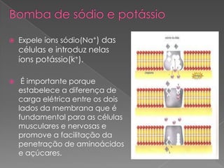    Expele íons sódio(Na+) das
    células e introduz nelas
    íons potássio(k+).

    É importante porque
    estabelece a diferença de
    carga elétrica entre os dois
    lados da membrana que é
    fundamental para as células
    musculares e nervosas e
    promove a facilitação da
    penetração de aminoácidos
    e açúcares.
 