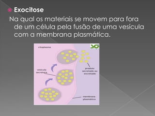 Exocitose
Na qual os materiais se movem para fora
 de um célula pela fusão de uma vesícula
 com a membrana plasmática.
 