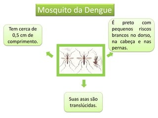 Mosquito da Dengue
Tem cerca de
0,5 cm de
comprimento.
É preto com
pequenos riscos
brancos no dorso,
na cabeça e nas
pernas.
Suas asas são
translúcidas.
 