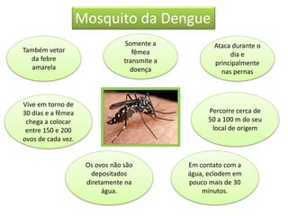 Mosquito da Dengue
Também vetor
da febre
amarela
Somente a
fêmea
transmite a
doença
Os ovos não são
depositados
diretamente na
água.
Ataca durante o
dia e
principalmente
nas pernas
Vive em torno de
30 dias e a fêmea
chega a colocar
entre 150 e 200
ovos de cada vez.
Em contato com a
água, eclodem em
pouco mais de 30
minutos.
Percorre cerca de
50 a 100 m do seu
local de origem
 