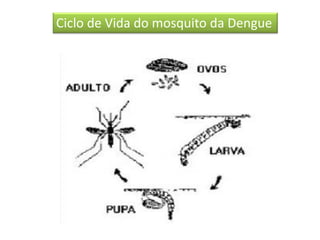 Ciclo de Vida do mosquito da Dengue
 