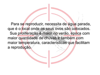 Para se reproduzir, necessita de água parada,
que é o local onde os seus ovos são colocados.
Sua proliferação é maior no verão, época com
maior quantidade de chuvas e também com
maior temperatura, características que facilitam
a reprodução.
 