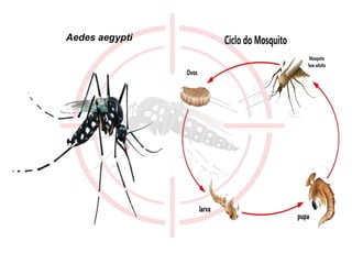 Aedes aegypti
 