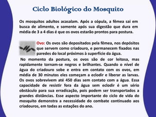 Os mosquitos adultos acasalam. Após a cópula, a fêmea sai em
busca de alimento, e somente após sua digestão que dura em
média de 3 a 4 dias é que os ovos estarão prontos para postura.
Ovo: Os ovos são depositados pela fêmea, nos depósitos
que servem como criadouro, e permanecem fixados nas
paredes do local próximos à superfície da água.
No momento da postura, os ovos são de cor leitosa, mas
rapidamente tornam-se negros e brilhantes. Quando o nível de
água do criadouro sobe e entra em contato com os ovos, em
média de 30 minutos eles começam a eclodir e liberar as larvas.
Os ovos sobrevivem até 450 dias sem contato com a água. Essa
capacidade de resistir fora da água sem eclodir é um sério
obstáculo para sua erradicação, pois podem ser transportados a
grandes distâncias. Esse aspecto importante do ciclo de vida do
mosquito demonstra a necessidade do combate continuado aos
criadouros, em todas as estações do ano.
 