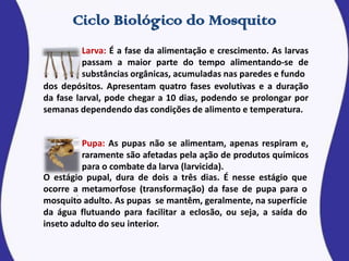 Larva: É a fase da alimentação e crescimento. As larvas
passam a maior parte do tempo alimentando-se de
substâncias orgânicas, acumuladas nas paredes e fundo
dos depósitos. Apresentam quatro fases evolutivas e a duração
da fase larval, pode chegar a 10 dias, podendo se prolongar por
semanas dependendo das condições de alimento e temperatura.
Pupa: As pupas não se alimentam, apenas respiram e,
raramente são afetadas pela ação de produtos químicos
para o combate da larva (larvicida).
O estágio pupal, dura de dois a três dias. É nesse estágio que
ocorre a metamorfose (transformação) da fase de pupa para o
mosquito adulto. As pupas se mantêm, geralmente, na superfície
da água flutuando para facilitar a eclosão, ou seja, a saída do
inseto adulto do seu interior.
 