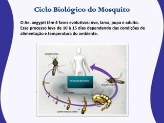 O Ae. aegypti têm 4 fases evolutivas: ovo, larva, pupa e adulto.
Esse processo leva de 10 à 15 dias dependendo das condições de
alimentação e temperatura do ambiente.
 