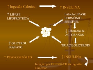 ↑   Ingestão Calórica ↑   INSULINA Inibição LIPASE HORMÔNIO SENSÍVEL ↓  Liberação de  AC. GRAXOS TRIACILGLICERÓIS ↑   LIPASE LIPOPROTÉICA  ↑   GLICEROL FOSFATO ↑   PESO CORPÓREO ↑   INSULINA Inibição por FEEDBACK da ingestão alimentar 