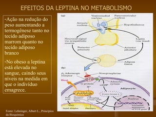 EFEITOS DA LEPTINA NO METABOLISMO Ação na redução do peso aumentando a termogênese tanto no tecido adiposo marrom quanto no tecido adiposo branco No obeso a leptina está elevada no sangue, caindo seus níveis na medida em que o indivíduo emagrece. Fonte: Lehninger, Albert L., Princípios da Bioquímica 
