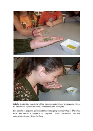 Cebola - é redonda e a sua textura é lisa. Na extremidade inferior tem pequenas raízes,
na extremidade superior tem folhas. Tem cor Castanho-alaranjado.

Está coberta de pequenas películas são texturadas por pequenas linhas de diferentes
cores. Por dentro é composta por pequenos círculos concêntricos. Tem um
sabor/cheiro picante e ácido, faz chorar.
 