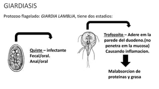 GIARDIASIS
Protozoo flagelado: GIARDIA LAMBLIA, tiene dos estadios:
Quiste – infectante
Fecal/oral.
Anal/oral
Trofozoíto – Adere em la
parede del duodeno.(no
penetra em la mucosa)
Causando inflamacion.
Malabsorcion de
proteinas y grasa
 