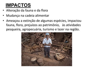 IMPACTOS
• Alteração da fauna e da flora
• Mudança na cadeia alimentar
• Ameaçou a extinção de algumas espécies, impactou
fauna, flora, prejuízos ao patrimônio, às atividades
pesqueira, agropecuária, turismo e lazer na região.
 