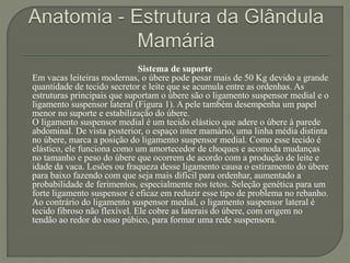 Sistema de suporte 
Em vacas leiteiras modernas, o úbere pode pesar mais de 50 Kg devido a grande 
quantidade de tecido secretor e leite que se acumula entre as ordenhas. As 
estruturas principais que suportam o úbere são o ligamento suspensor medial e o 
ligamento suspensor lateral (Figura 1). A pele também desempenha um papel 
menor no suporte e estabilização do úbere. 
O ligamento suspensor medial é um tecido elástico que adere o úbere à parede 
abdominal. De vista posterior, o espaço inter mamário, uma linha média distinta 
no úbere, marca a posição do ligamento suspensor medial. Como esse tecido é 
elástico, ele funciona como um amortecedor de choques e acomoda mudanças 
no tamanho e peso do úbere que ocorrem de acordo com a produção de leite e 
idade da vaca. Lesões ou fraqueza desse ligamento causa o estiramento do úbere 
para baixo fazendo com que seja mais difícil para ordenhar, aumentado a 
probabilidade de ferimentos, especialmente nos tetos. Seleção genética para um 
forte ligamento suspensor é eficaz em reduzir esse tipo de problema no rebanho. 
Ao contrário do ligamento suspensor medial, o ligamento suspensor lateral é 
tecido fibroso não flexível. Ele cobre as laterais do úbere, com origem no 
tendão ao redor do osso púbico, para formar uma rede suspensora. 
 
