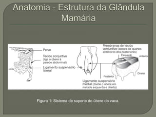 Figura 1: Sistema de suporte do úbere da vaca. 
 