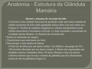 Ductos e sistemas de secreção do leite 
O alvéolo é uma unidade funcional de produção onde uma única camada de 
células secretoras de leite estão agrupadas numa esfera com um centro oco 
(Figura 2). Tecidos de capilares sanguíneos e células mioepiteliais (como 
células musculares) circundam o alvéolo, e o leite secretado é encontrado na 
cavidade interna (lúmen). As funções dos alvéolos são: 
• Remover nutrientes do sangue; 
• Transformar esses nutrientes em leite; 
• Descarregar o leite dentro do lúmen. 
O leite sai do úbere por um ducto coletor. Um lóbulo é um grupo de 10 a 
100 alvéolos drenados por um ducto comum. Lóbulos são organizados em 
unidades maiores chamadas lobos. Os lobos liberam o leite em ductos 
coletores maiores que levam à cisterna da glândula que fica diretamente 
acima do teto da glândula (Figura 2). 
 