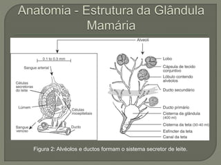 Figura 2: Alvéolos e ductos formam o sistema secretor de leite. 
 