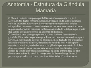 O úbere é portanto composto por bilhões de alvéolos onde o leite é 
secretado. Os ductos formam canais de drenagem onde leite se acumula 
entre as ordenhas. Entretanto, isto ocorre somente quando as células 
mioepiteliais que recobrem os alvéolos e os ductos menores contraem em 
resposta ao hormônio ocitocina (reflexo da descida do leite) para que o leite 
flua dentro dos galactóforos e da cisterna da glândula. 
O teto forma uma passagem por onde o leite pode ser descartado da 
glândula. Ele é coberto por uma pele lisa e um rico suprimento de sangue e 
nervos. A extremidade inferior do teto mantém-se fechada por um anel de 
musculatura lisa ou esfíncter, denominado canal do teto. Na sua parte 
superior, o teto é separado da cisterna da glândula por uma série de dobras 
de células sensitivas particularmente vulneráveis à danificação. Essas 
dobras de tecido também são encontradas na outra extremidade do teto 
diretamente acima do canal do teto (roseta de Furstenburg). O teto é 
portanto projetado como uma barreira efetiva às bactérias invasoras. 
 