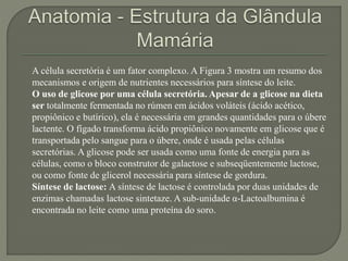 A célula secretória é um fator complexo. A Figura 3 mostra um resumo dos 
mecanismos e origem de nutrientes necessários para síntese do leite. 
O uso de glicose por uma célula secretória. Apesar de a glicose na dieta 
ser totalmente fermentada no rúmen em ácidos voláteis (ácido acético, 
propiônico e butírico), ela é necessária em grandes quantidades para o úbere 
lactente. O fígado transforma ácido propiônico novamente em glicose que é 
transportada pelo sangue para o úbere, onde é usada pelas células 
secretórias. A glicose pode ser usada como uma fonte de energia para as 
células, como o bloco construtor de galactose e subseqüentemente lactose, 
ou como fonte de glicerol necessária para síntese de gordura. 
Síntese de lactose: A síntese de lactose é controlada por duas unidades de 
enzimas chamadas lactose sintetaze. A sub-unidade α-Lactoalbumina é 
encontrada no leite como uma proteína do soro. 
 