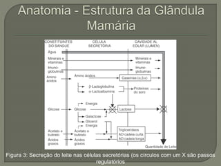 Figura 3: Secreção do leite nas células secretórias (os círculos com um X são passos 
regulatórios 
 