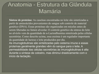 Síntese de proteína: As caseínas encontradas no leite são sintetizadas a 
partir de aminoácidos provenientes do sangue sob controle de material 
genético (DNA). Essas proteínas são organizadas em micelas antes de 
serem liberadas no lúmen alveolar. O controle genético da síntese do leite 
no alvéolo vem da quantidade de α-Lactoalbumina sintetizada pelas células 
secretórias. Como descrito acima, essa enzima é um regulador importante 
da quantidade de lactose e leite produzidos por dia. 
As imunoglobulinas são sintetizadas pelo sistema imune e essas 
proteínas geralmente grandes vêm do sangue para o leite. A 
permeabilidade das células secretórias às imunoglobulinas é alta 
durante a síntese de colostro, mas diminui drasticamente com o 
início da lactação. 
 
