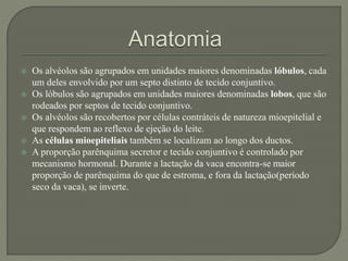  Os alvéolos são agrupados em unidades maiores denominadas lóbulos, cada 
um deles envolvido por um septo distinto de tecido conjuntivo. 
 Os lóbulos são agrupados em unidades maiores denominadas lobos, que são 
rodeados por septos de tecido conjuntivo. 
 Os alvéolos são recobertos por células contráteis de natureza mioepitelial e 
que respondem ao reflexo de ejeção do leite. 
 As células mioepiteliais também se localizam ao longo dos ductos. 
 A proporção parênquima secretor e tecido conjuntivo é controlado por 
mecanismo hormonal. Durante a lactação da vaca encontra-se maior 
proporção de parênquima do que de estroma, e fora da lactação(período 
seco da vaca), se inverte. 
 