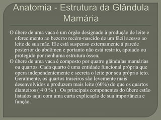 O úbere de uma vaca é um órgão designado à produção de leite e 
oferecimento ao bezerro recém-nascido de um fácil acesso ao 
leite de sua mãe. Ele está suspenso externamente à parede 
posterior do abdômen e portanto não está restrito, apoiado ou 
protegido por nenhuma estrutura óssea. 
O úbere de uma vaca é composto por quatro glândulas mamárias 
ou quartos. Cada quarto é uma entidade funcional própria que 
opera independentemente e secreta o leite por seu próprio teto. 
Geralmente, os quartos traseiros são levemente mais 
desenvolvidos e produzem mais leite (60%) do que os quartos 
dianteiros ( 4 0 % ) . Os principais componentes do úbere estão 
listados aqui com uma curta explicação de sua importância e 
função. 
 