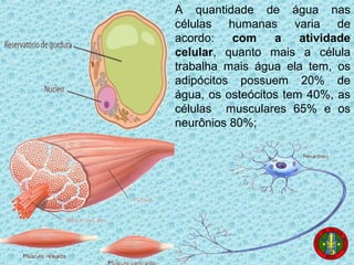 A quantidade de água nas
células humanas varia de
acordo: com a atividade
celular, quanto mais a célula
trabalha mais água ela tem, os
adipócitos possuem 20% de
água, os osteócitos tem 40%, as
células musculares 65% e os
neurônios 80%;
 