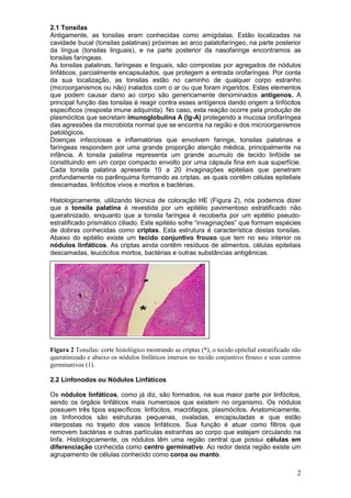 2
2.1 Tonsilas
Antigamente, as tonsilas eram conhecidas como amígdalas. Estão localizadas na
cavidade bucal (tonsilas palatinas) próximas ao arco palatofaríngeo, na parte posterior
da língua (tonsilas linguais), e na parte posterior da nasofaringe encontramos as
tonsilas faríngeas.
As tonsilas palatinas, faríngeas e linguais, são compostas por agregados de nódulos
linfáticos, parcialmente encapsulados, que protegem a entrada orofaríngea. Por conta
da sua localização, as tonsilas estão no caminho de qualquer corpo estranho
(microorganismos ou não) inalados com o ar ou que foram ingeridos. Estes elementos
que podem causar dano ao corpo são genericamente denominados antígenos. A
principal função das tonsilas é reagir contra esses antígenos dando origem a linfócitos
específicos (resposta imune adquirida). No caso, esta reação ocorre pela produção de
plasmócitos que secretam imunoglobulina A (Ig-A) protegendo a mucosa orofaríngea
das agressões da microbiota normal que se encontra na região e dos microorganismos
patológicos.
Doenças infecciosas e inflamatórias que envolvem faringe, tonsilas palatinas e
faríngeas respondem por uma grande proporção atenção médica, principalmente na
infância. A tonsila palatina representa um grande acumulo de tecido linfóide se
constituindo em um corpo compacto envolto por uma cápsula fina em sua superfície.
Cada tonsila palatina apresenta 10 a 20 invaginações epiteliais que penetram
profundamente no parênquima formando as criptas, as quais contêm células epiteliais
descamadas, linfócitos vivos e mortos e bactérias.
Histologicamente, utilizando técnica de coloração HE (Figura 2), nós podemos dizer
que a tonsila palatina é revestida por um epitélio pavimentoso estratificado não
queratinizado, enquanto que a tonsila faríngea é recoberta por um epitélio pseudo-
estratificado prismático ciliado. Este epitélio sofre “invaginações” que formam espécies
de dobras conhecidas como criptas. Esta estrutura é característica destas tonsilas.
Abaixo do epitélio existe um tecido conjuntivo frouxo que tem no seu interior os
nódulos linfáticos. As criptas ainda contêm resíduos de alimentos, células epiteliais
descamadas, leucócitos mortos, bactérias e outras substâncias antigênicas.
Figura 2 Tonsilas: corte histológico mostrando as criptas (*), o tecido epitelial estratificado não
queratinizado e abaixo os nódulos linfáticos imersos no tecido conjuntivo frouxo e seus centros
germinativos (1).
2.2 Linfonodos ou Nódulos Linfáticos
Os nódulos linfáticos, como já diz, são formados, na sua maior parte por linfócitos,
sendo os órgãos linfáticos mais numerosos que existem no organismo. Os nódulos
possuem três tipos específicos: linfócitos, macrófagos, plasmócitos. Anatomicamente,
os linfonodos são estruturas pequenas, ovaladas, encapsuladas e que estão
interpostas no trajeto dos vasos linfáticos. Sua função é atuar como filtros que
removem bactérias e outras partículas estranhas ao corpo que estejam circulando na
linfa. Histologicamente, os nódulos têm uma região central que possui células em
diferenciação conhecida como centro germinativo. Ao redor desta região existe um
agrupamento de células conhecido como coroa ou manto.
 