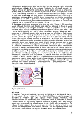 3
Estas células possuem uma coloração mais escura já que nela se encontra uma maior
quantidade de linfócitos B já diferenciados. As células dos linfócitos B possuem um
núcleo esférico cm cromatina compactada. Nesta região também se encontram,
plasmócitos, que são células ovóides que possuem um núcleo com aparência raiada
(aspecto de raios de uma roda). As células do centro germinativo migram para a coroa
e desta para as vênulas por onde atingem a circulação sangüínea. Infelizmente, a
visualização dos macrófagos é difícil já que é necessária uma técnica especial de
coloração que não a HE. A proliferação dessas células provocada pela presença de
bactérias ou substâncias/organismos estranhos determina o aumento do tamanho dos
gânglios, que se tornam dolorosos, formando a íngua.
O linfonodo, geralmente, apresenta uma forma de feijão (Figura 3). Ele possui os
vasos linfáticos aferentes, que chegam pela superfície convexa do órgão, e vasos
linfáticos eferentes, que emergem pelo hilo do linfonodo (superfície côncava). Cada
linfonodo possui uma cápsula relativamente delgada de tecido conjuntivo denso, uma
cortical e uma medular. Na cápsula há tecido adiposo e vasos. Na cortical estão
presentes os nódulos linfáticos, onde são originados os linfócitos B. Cada nódulo
linfático possui um centro germinativo (mais claro) e uma coroa ou manto (mais
escuro). Abaixo da cápsula está presente uma área mais clara de tecido linfático
frouxo, denominada de seio marginal ou subcapsular. A cápsula envia septos que
invadem o parênquima (tecido conjuntivo) do órgão formando trabéculas. Ao lado das
trabéculas existe um espaço com tecido linfóide frouxo contínuo com o seio
subcapsular denominado de seio peritrabecular. Na região de transição entre a cortical
e a medular, denominada de cortical profunda ou paracortical, estão presentes os
linfócitos T (região timo-dependente). A região medular ocupa a parte central do
linfonodo, onde não há nódulos linfáticos. Aí estão presentes os seios medulares e os
cordões medulares. Os cordões medulares são anastomosados e estão constituídos
por linfócitos, plasmócitos, macrófagos e células reticulares. Nos seios medulares são
encontrados sinusoidais com macrófagos. As células reticulares possuem núcleo
ovulado, às vezes nucléolo evidente, e prolongamentos que formam uma rede de
sustentação para as outras células. Essas células produzem as fibras reticulares, que
fazem parte da matriz extracelular. O caminho percorrido pela linfa no linfonodo é o
seguinte: vaso linfático aferente → seio subcapsular → seio peritrabecular → seio
medular → vaso linfático eferente.
Figura. 3 Linfonodo
2.3. Timo
O timo é um órgão linfático localizado no tórax, na parte anterior ao coração. É dividido
em dois lobos, o direito e o esquerdo. Sua estrutura histológica apresenta os seguintes
aspectos: é revestido por uma cápsula fibrosa (tecido conjuntivo), que
histologicamente vai penetrando pelo parênquima tímico e formando os septos
conjuntivos que vão subdividindo os lobos em inúmeros lóbulos. Sobre esta cápsula
aparece um aglomerado de adipócitos que forma o tecido adiposo extratímico. Os
lóbulos tímicos possuem duas zonas: a zona medular e a zona cortical. A zona
cortical, é a mais periférica, apresentando linfócitos T em maturação enquanto a zona
medular é constituída de tecido conjuntivo frouxo e células reticulares epiteliais.
 