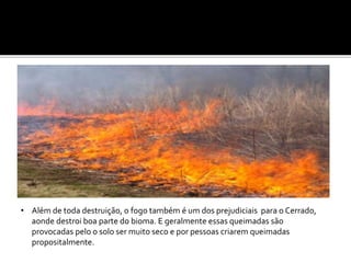 • Além de toda destruição, o fogo também é um dos prejudiciais para o Cerrado,
aonde destroi boa parte do bioma. E geralmente essas queimadas são
provocadas pelo o solo ser muito seco e por pessoas criarem queimadas
propositalmente.
 