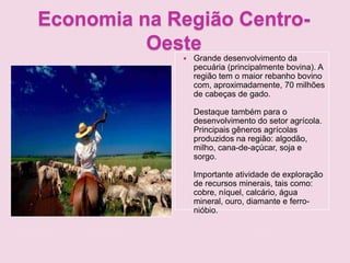 Economia na Região Centro-
Oeste
 Grande desenvolvimento da
pecuária (principalmente bovina). A
região tem o maior rebanho bovino
com, aproximadamente, 70 milhões
de cabeças de gado.
Destaque também para o
desenvolvimento do setor agrícola.
Principais gêneros agrícolas
produzidos na região: algodão,
milho, cana-de-açúcar, soja e
sorgo.
Importante atividade de exploração
de recursos minerais, tais como:
cobre, níquel, calcário, água
mineral, ouro, diamante e ferro-
nióbio.
 
