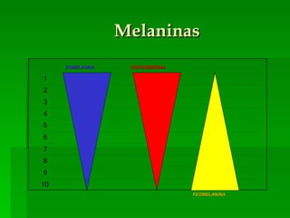 Melaninas EUMELANINA FEOMELANINA TRICOSIDERINA 1 2 3 4 5 6 10 9 8 7 