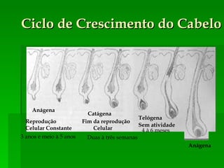 Ciclo de Crescimento do Cabelo  A Anágena Catágena Telógena Anágena Reprodução  Celular Constante 3 anos e meio à 5 anos Fim da reprodução Celular Duas à três semanas Sem atividade 4 à 6 meses 