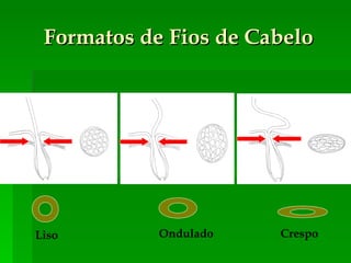 Formatos de Fios de Cabelo Liso Ondulado Crespo 