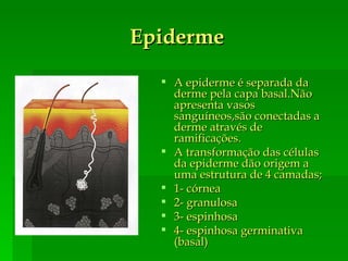 Epiderme A epiderme é separada da derme pela capa basal.Não apresenta vasos sanguíneos,são conectadas a derme através de ramificações. A transformação das células da epiderme dão origem a uma estrutura de 4 camadas; 1- córnea 2- granulosa 3- espinhosa 4- espinhosa germinativa (basal) 