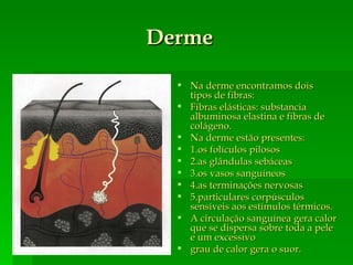 Derme Na derme encontramos dois tipos de fibras: Fibras elásticas: substancia albuminosa elastina e fibras de colágeno. Na derme estão presentes: 1.os folículos pilosos 2.as glândulas sebáceas 3.os vasos sanguíneos 4.as terminações nervosas 5.particulares corpúsculos sensíveis aos estímulos térmicos. A circulação sanguínea gera calor que se dispersa sobre toda a pele e um excessivo grau de calor gera o suor. 