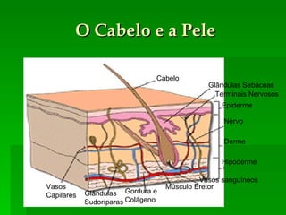 O Cabelo e a Pele Cabelo Terminais Nervosos Nervo Epiderme Derme Hipoderme Vasos sanguíneos Músculo Eretor Gordura e Colágeno Glândulas Sudoríparas Glândulas Sebáceas Vasos Capilares 