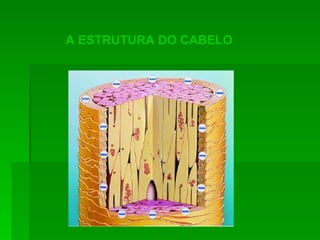 A ESTRUTURA DO CABELO 