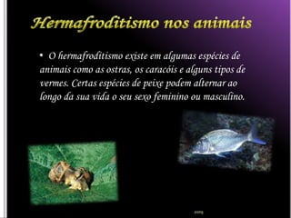 • O hermafroditismo existe em algumas espécies de
animais como as ostras, os caracóis e alguns tipos de
vermes. Certas espécies de peixe podem alternar ao
longo da sua vida o seu sexo feminino ou masculino.




                                       2009
 