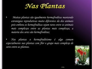 •    Muitas plantas são igualmente hermafroditas mantendo
    estratégias reprodutivas muito diferentes da dos animais
    pois embora os hermafroditas sejam raros entre os animais
    mais complexos entre as plantas mais complexas, a
    maioria dos seres são hermafroditas;

• Nas plantas o hermafroditismo é algo comum
especialmente nas plantas com flor o grupo mais complexo de
seres entre as plantas.




                                                  2009
 
