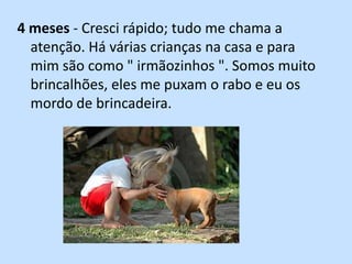 4 meses - Cresci rápido; tudo me chama a atenção. Há várias crianças na casa e para mim são como " irmãozinhos ". Somos muito brincalhões, eles me puxam o rabo e eu os mordo de brincadeira.